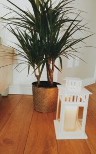 plant and candle holder 