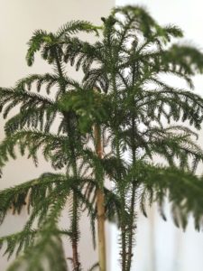 Norfolk Pine in meditation sapce