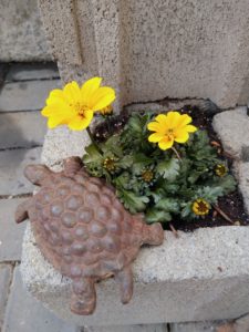 Yellow flower and turtle