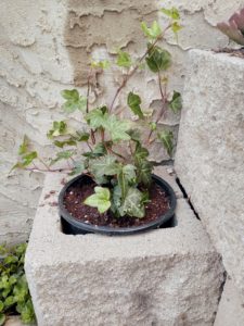 Ivy climbing wall