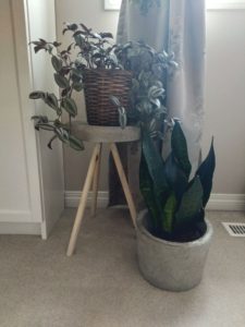 DIY concrete pot and plant stand