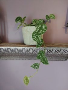 Silver pothos in concrete pot