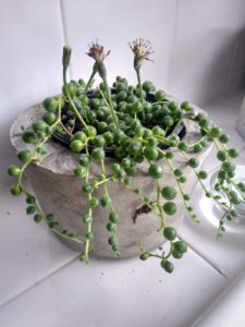 String of pearls in concrete pot