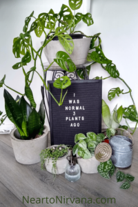 plants and a letter board