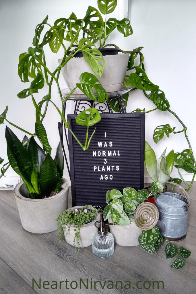 houseplants that aren't succulents