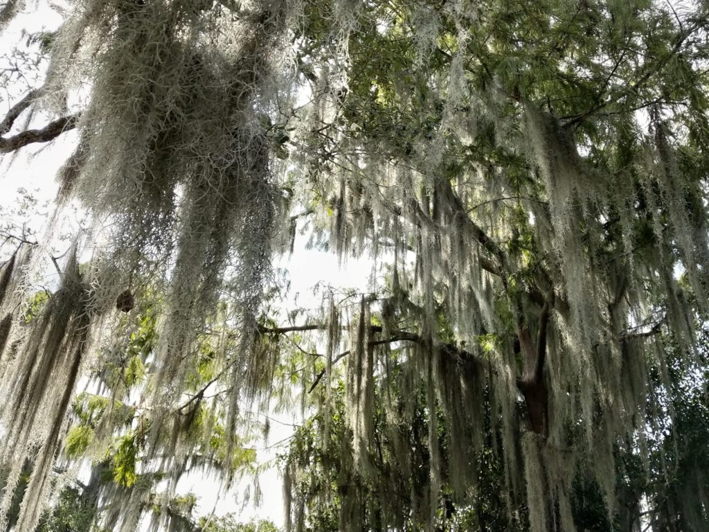 Travel photo of the bayou