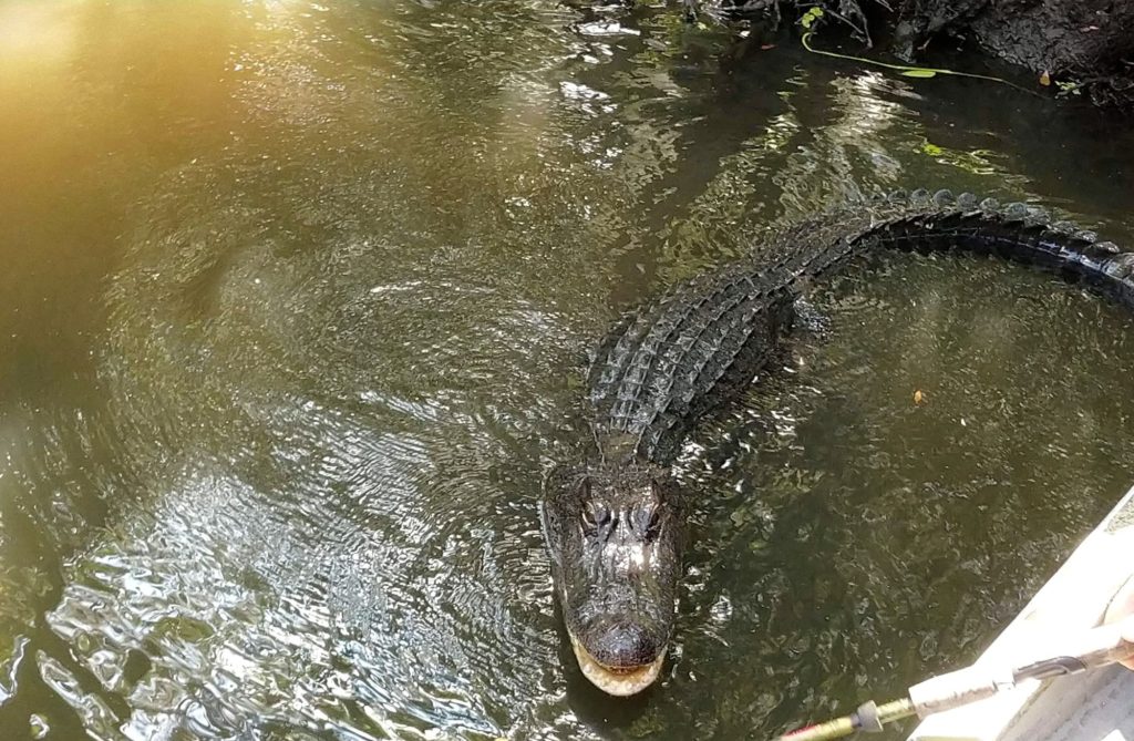 travel photo of an Alligator