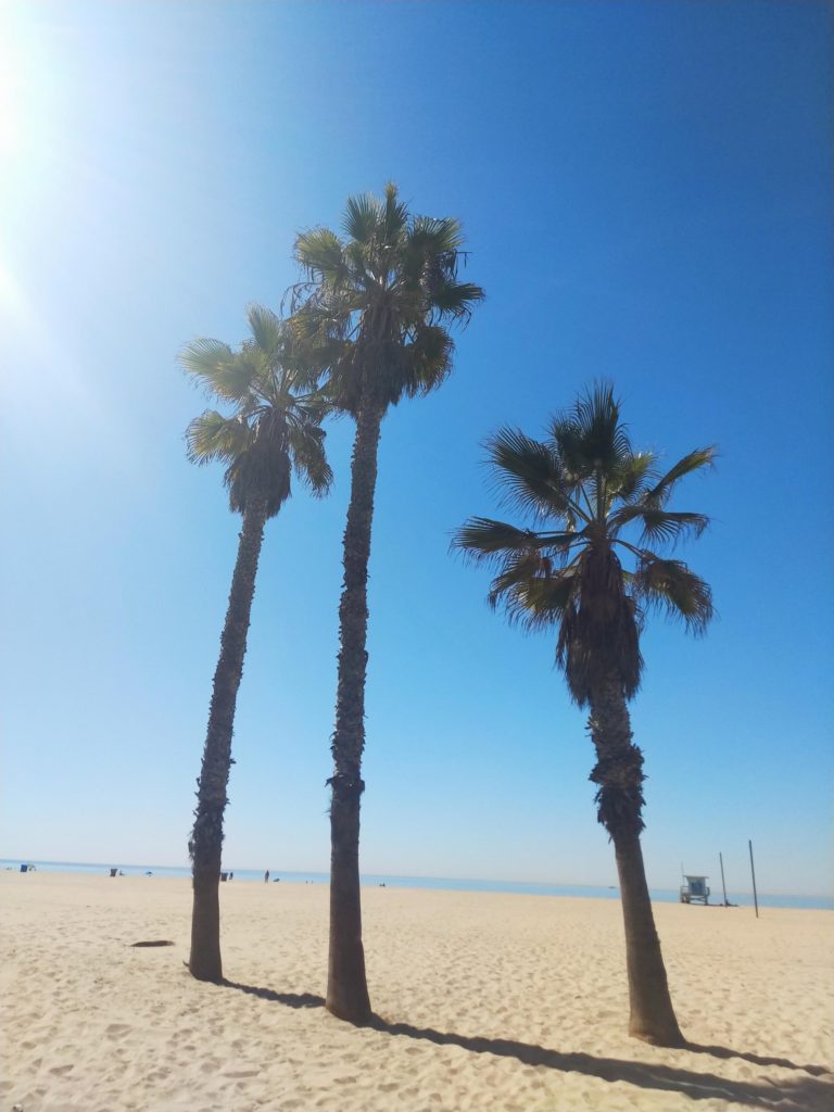 Travel photo book: California palm trees