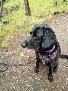 Callie the adventure dog hikinh in Invermere BC