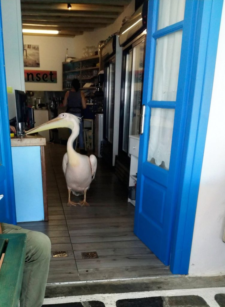 petros the pelican official mascot of mykonos