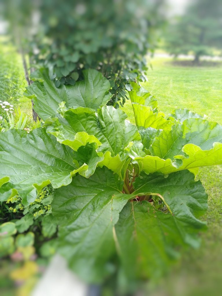 rhubarb plant