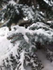 snow on fir tree branches
