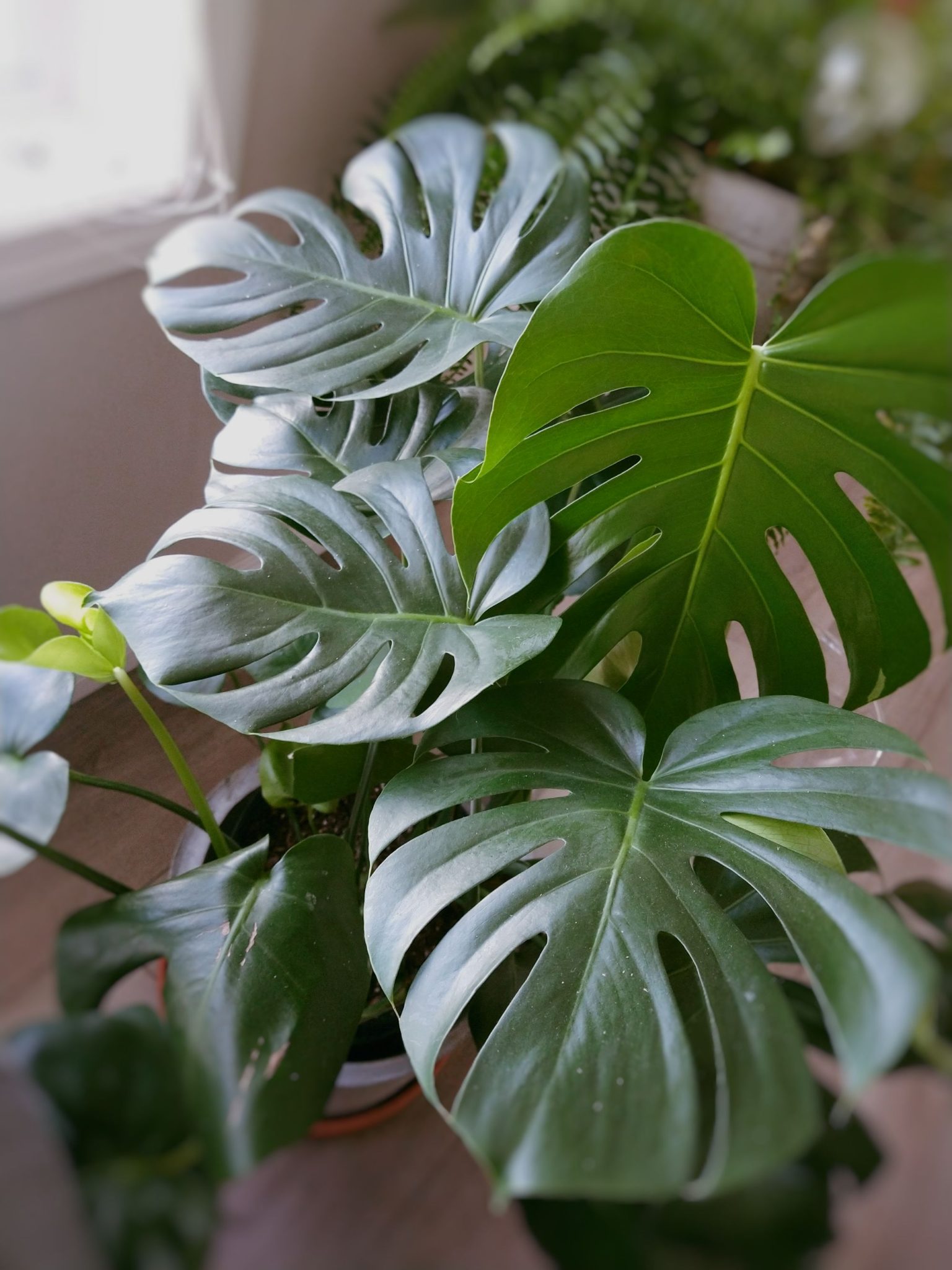 Easy Houseplants That Aren't Succulents! - Near to Nirvana
