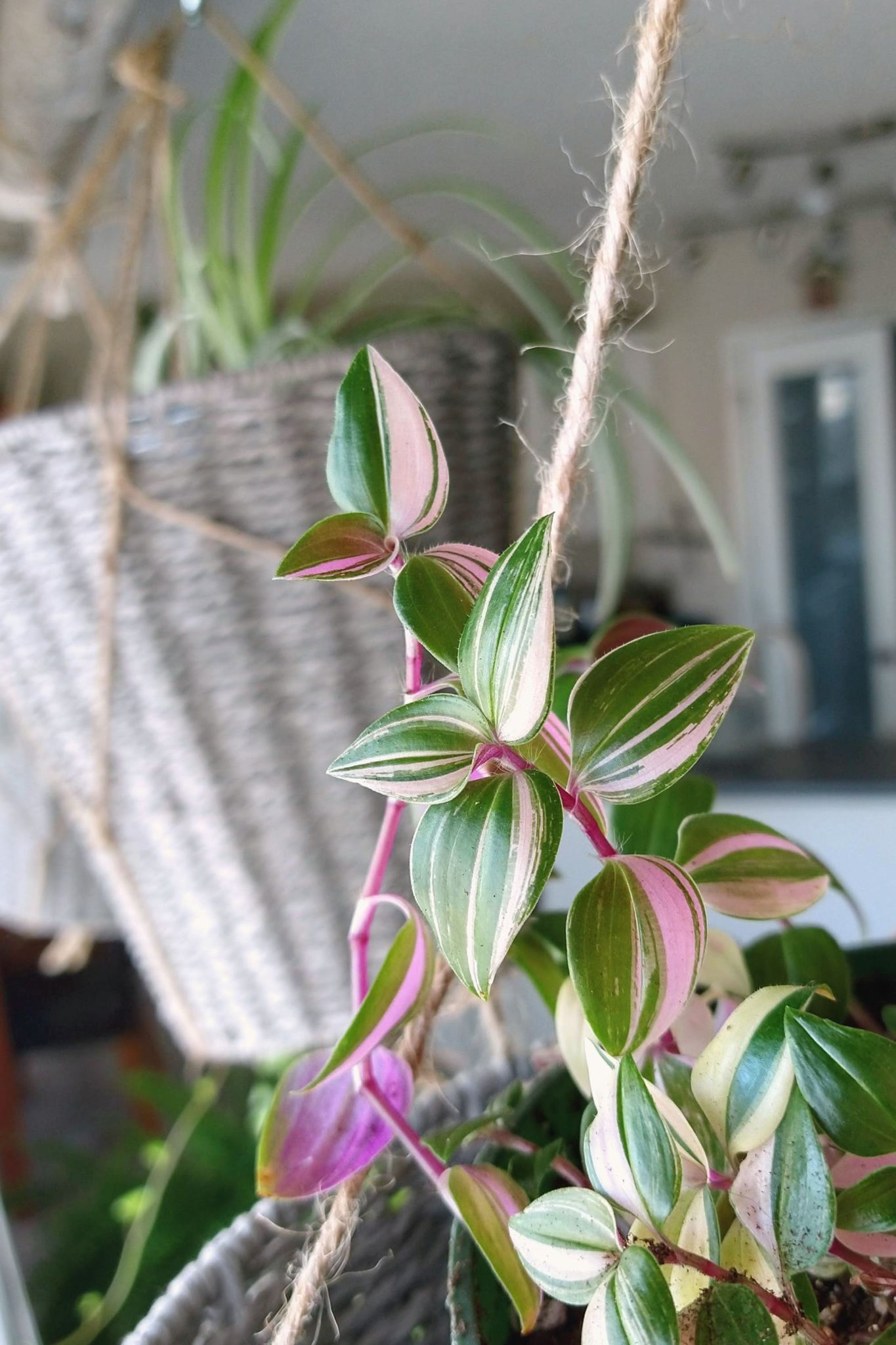 Easy Houseplants That Aren't Succulents! - Near to Nirvana